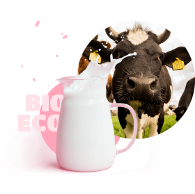 photo cow